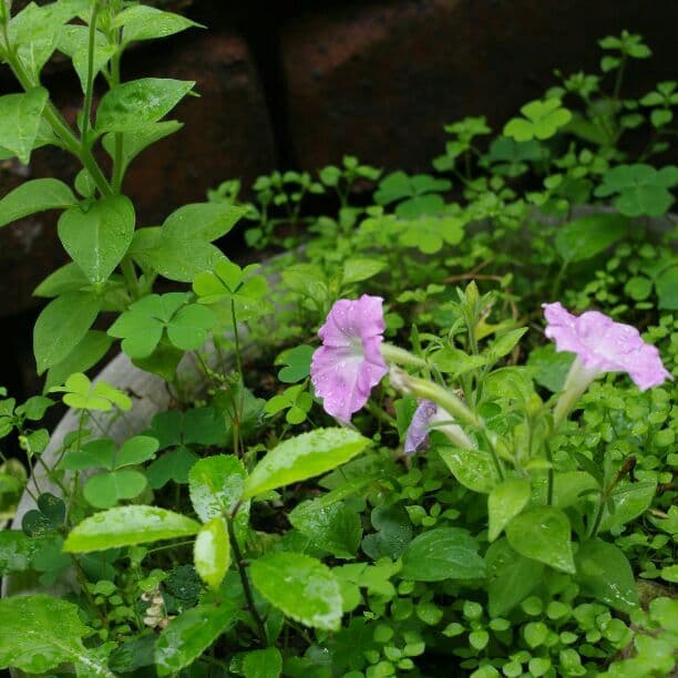 SMC PENTAX ペンタックス M 40mm 1:2.8