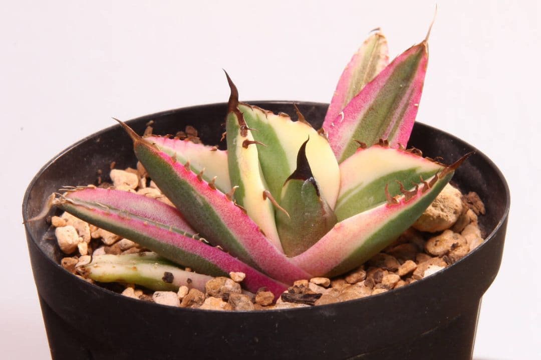 スナグルトゥース①★暴牙★カクタスグリーン産★CACTUS GREEN産