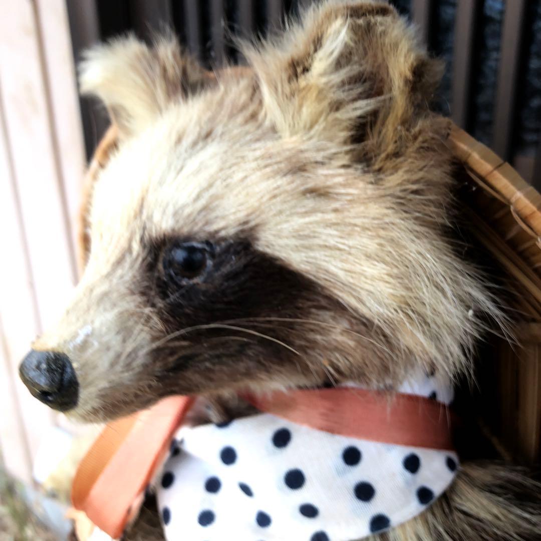 たぬきの剥製、