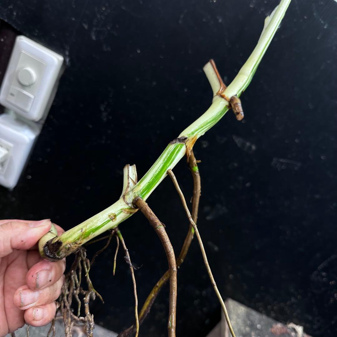 斑入りモンステラホワイトタイガー茎7株おまとめ