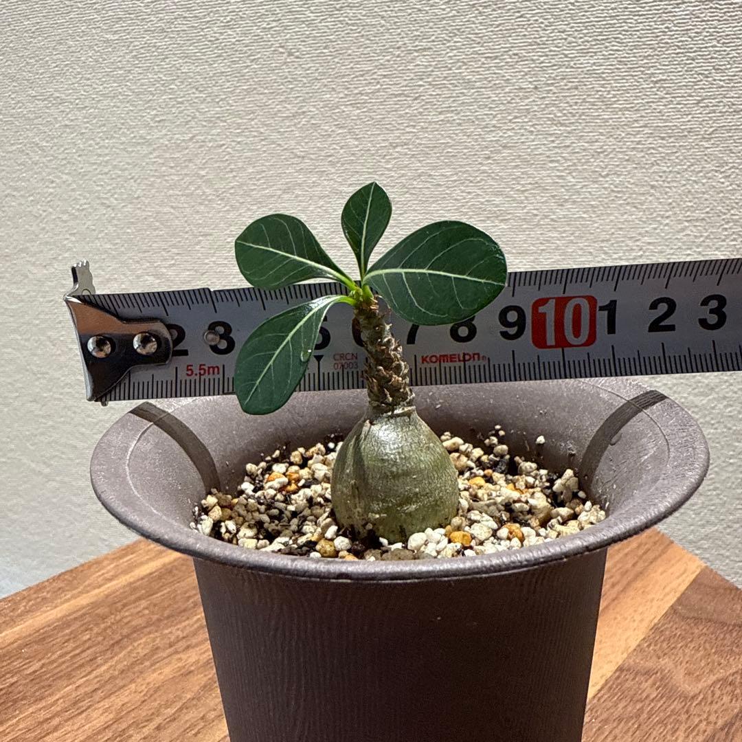 アデニウム　ソコトラナム (EU輸入株)