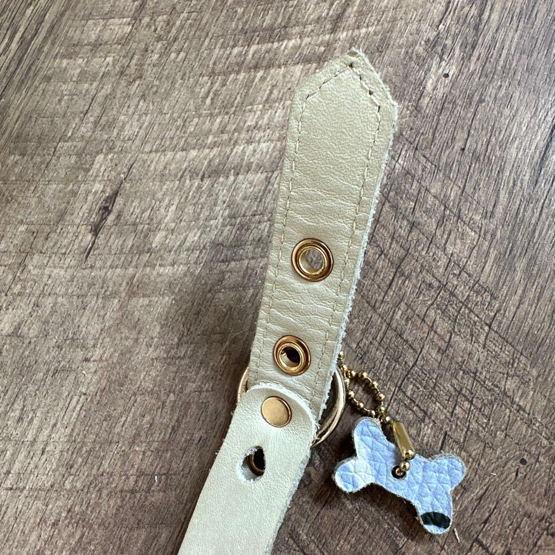 バディベルト　 BB バハマ 4号　 アクセントリード