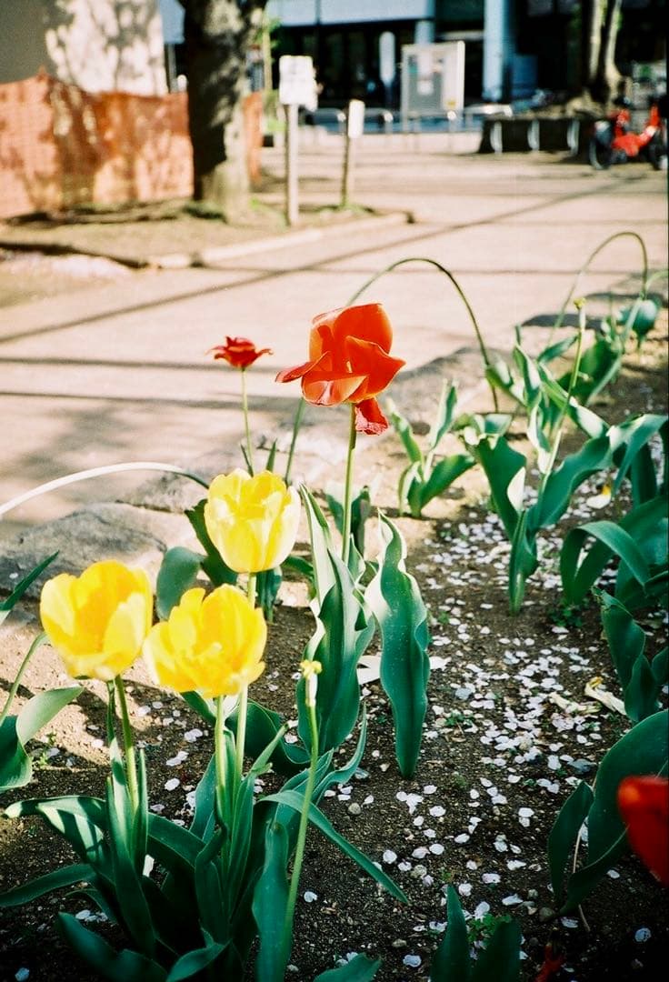 Rollei35 AF オートフォーカス フィルムカメラ 電池付き