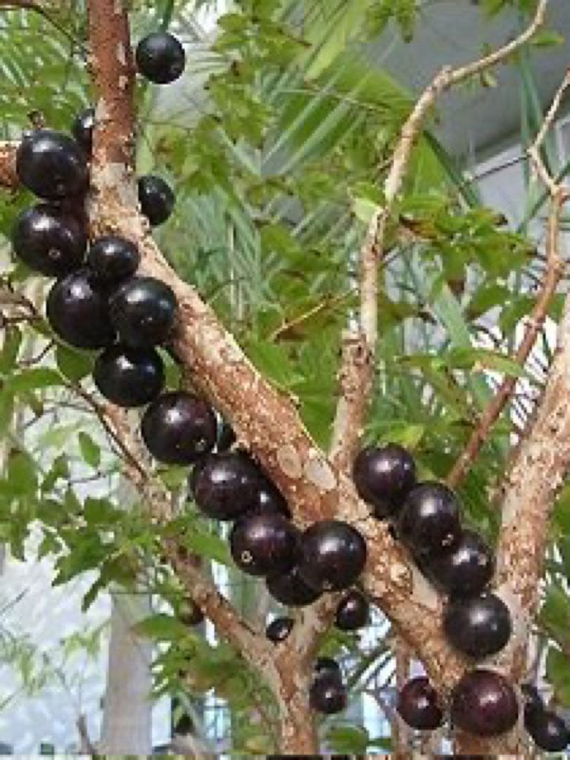 ジャボチカバ　送料無料