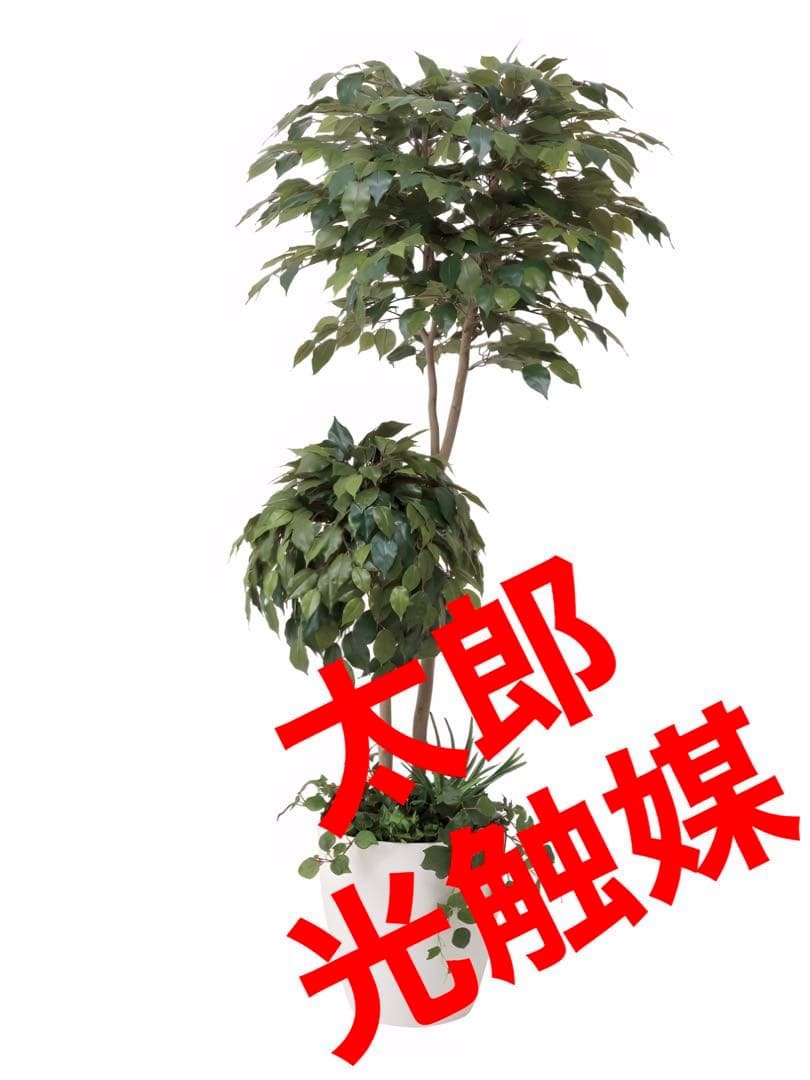 光触媒　人工観葉植物　フェイクグリーン　ベンジャミンダブルフェイス植栽付1.8m