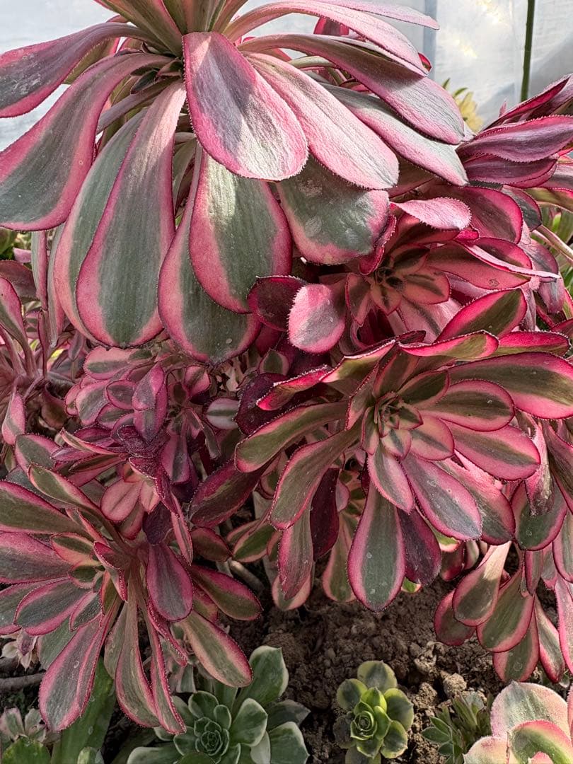 アエオニウム　シャネル法師錦