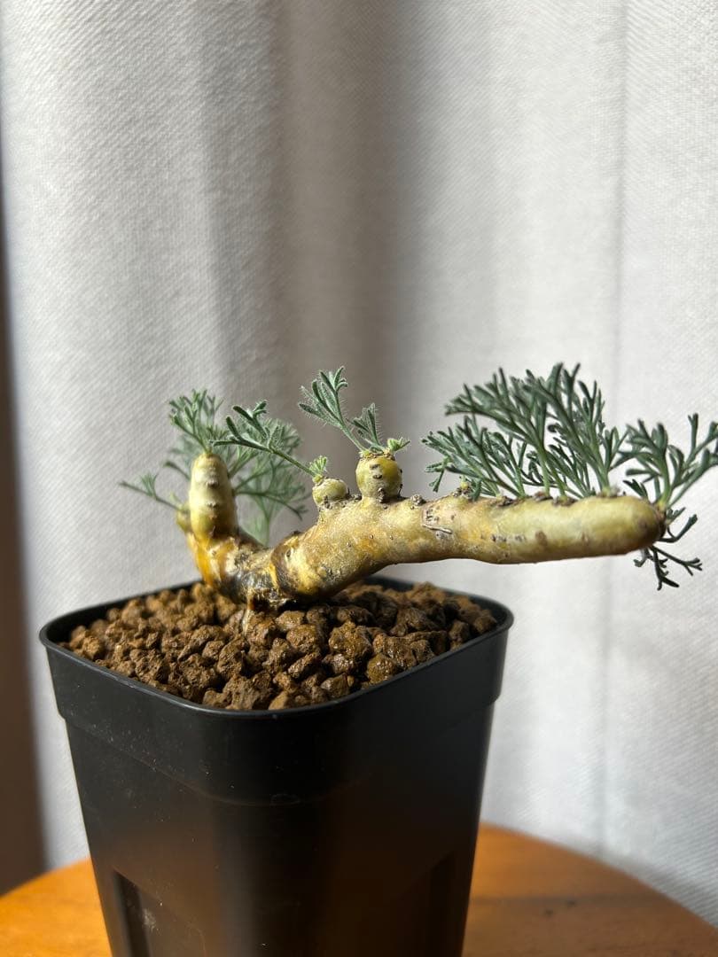 良型発根3サルコカウロン ムルチフィズム モンソニア ムルチフィダペラルゴニウム