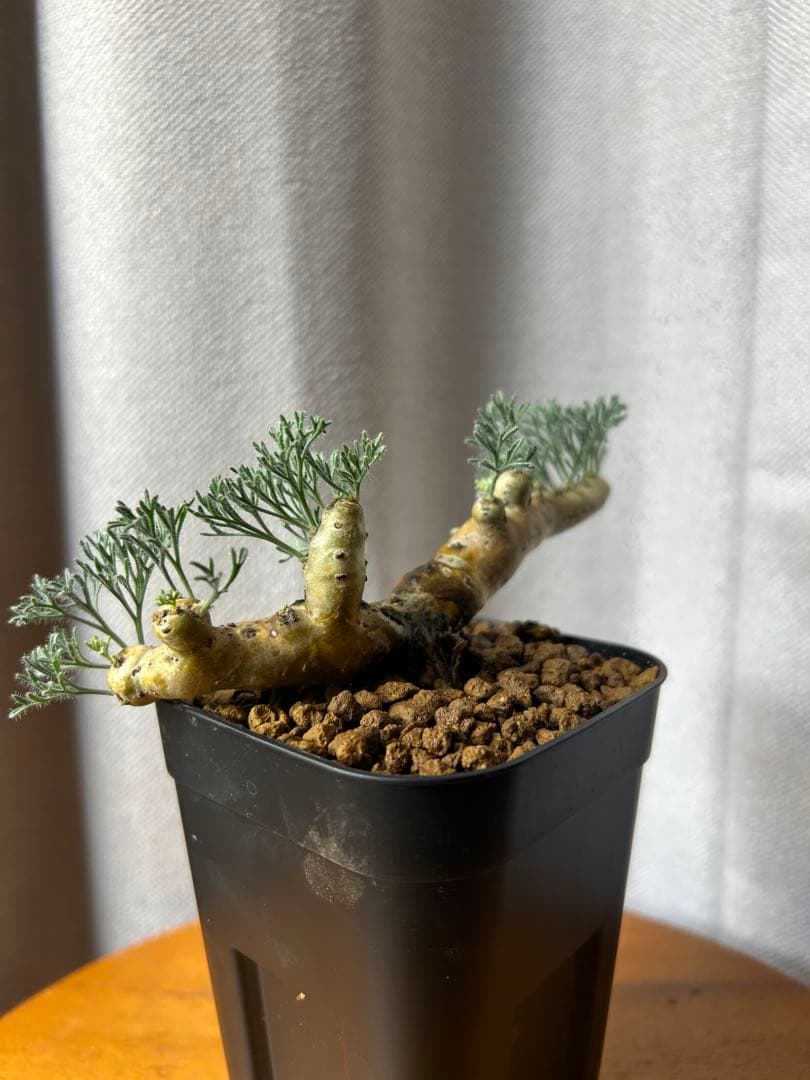 良型発根3サルコカウロン ムルチフィズム モンソニア ムルチフィダペラルゴニウム