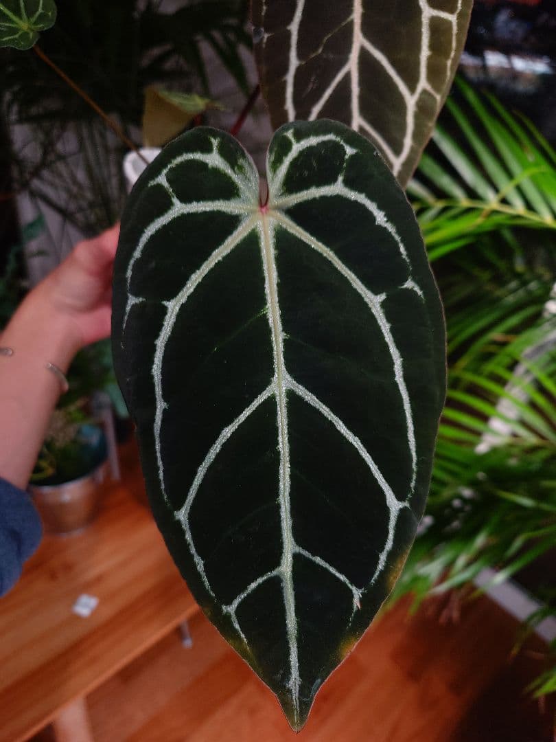 その他観葉植物 A.Red Crystallinum x Carlablackiae