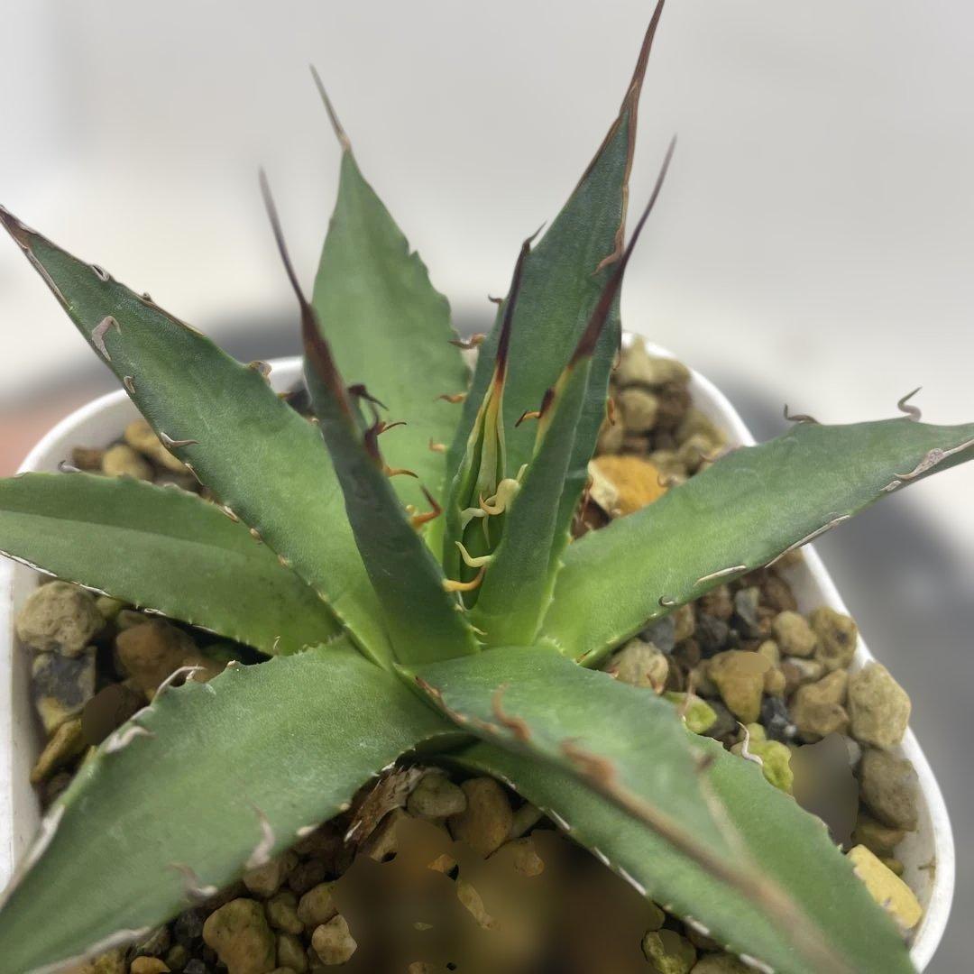 アガベ　ハイブリッド　獲利達×妖炎 ホリダ×エボリスピナ　実生選抜