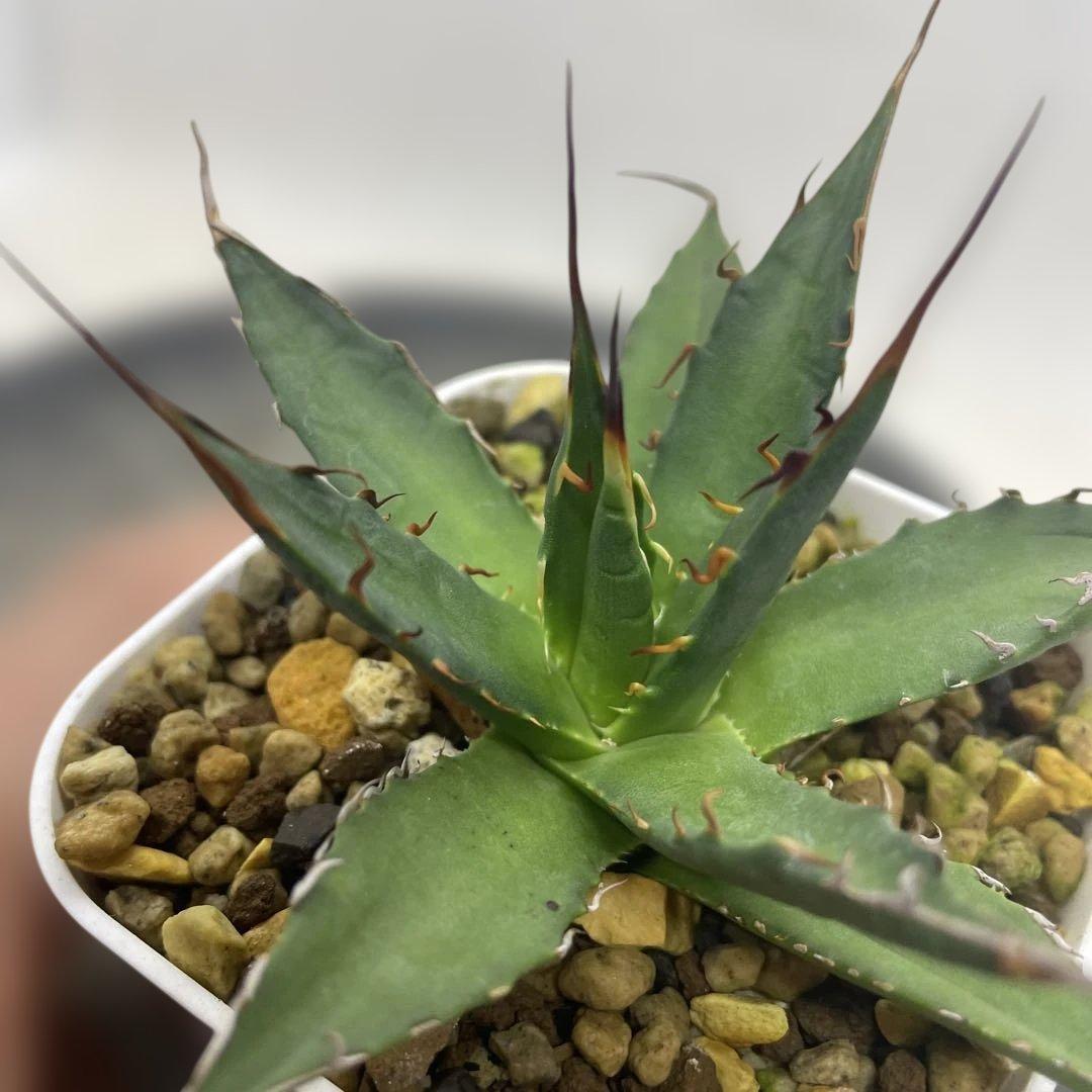 アガベ　ハイブリッド　獲利達×妖炎 ホリダ×エボリスピナ　実生選抜