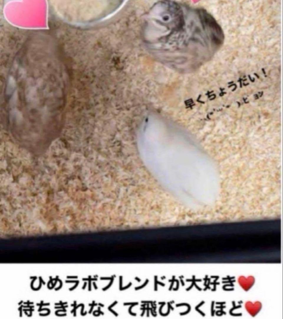 【2026年発送】ひめうずら研究室 成鳥用配合飼料 4kg 鳥 餌 ヒメウズラ