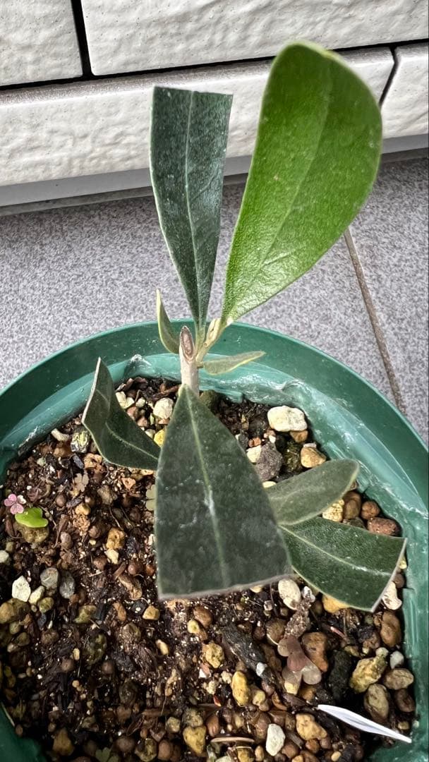 はむ　本物オヒブランカとカラマタ　二苗セット