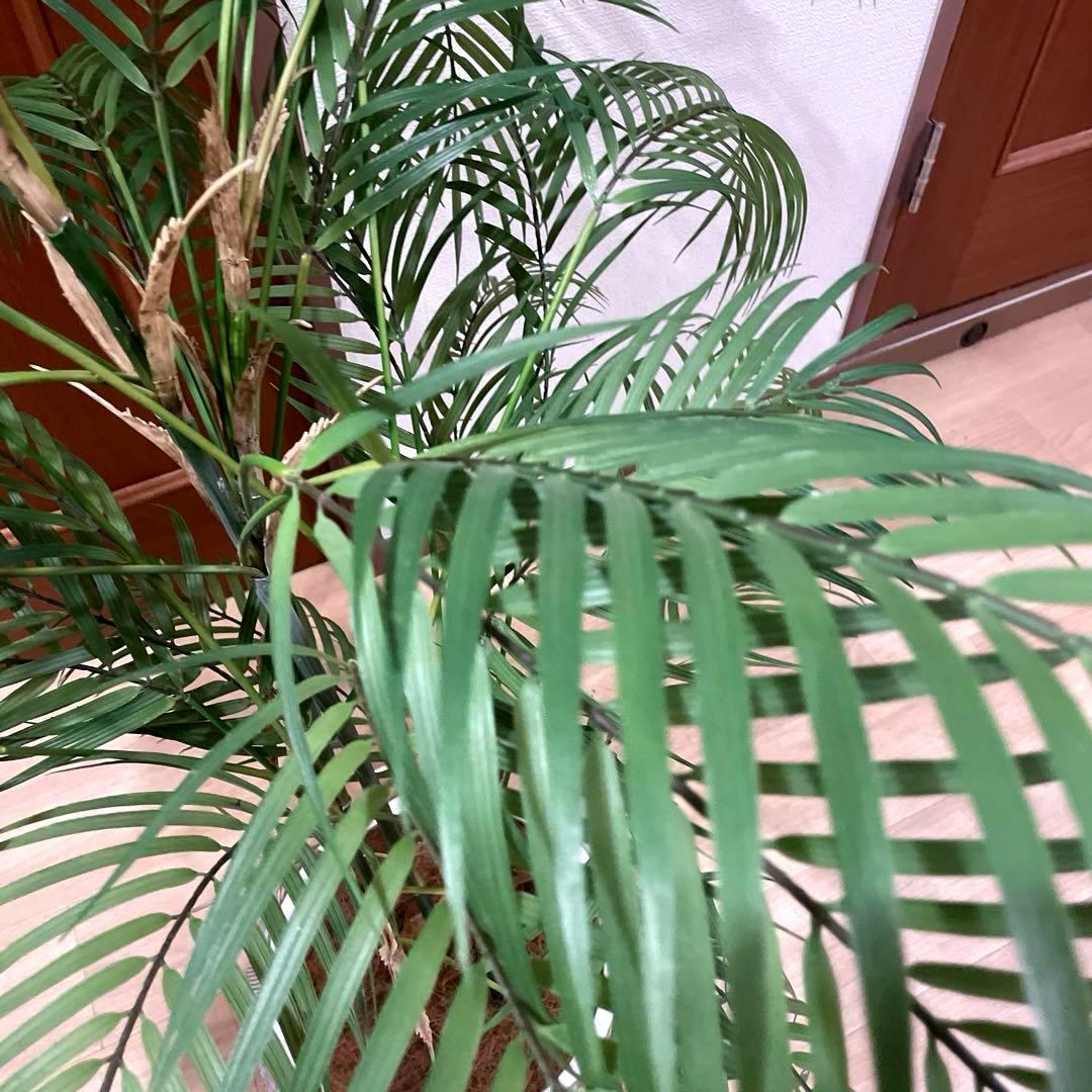 【港区にて直接お渡しも可能】　エミリオ　ロバ　パーム　グリーン