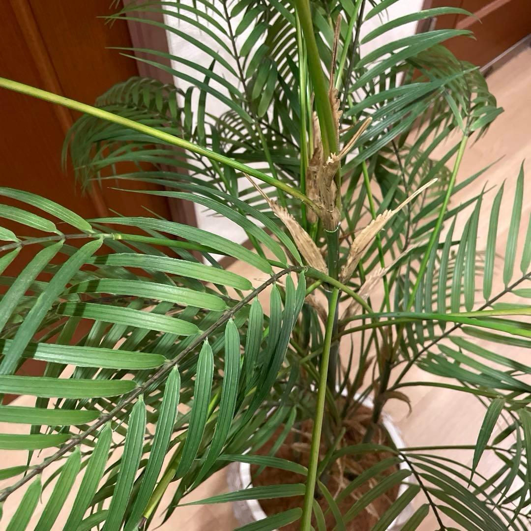 【港区にて直接お渡しも可能】　エミリオ　ロバ　パーム　グリーン