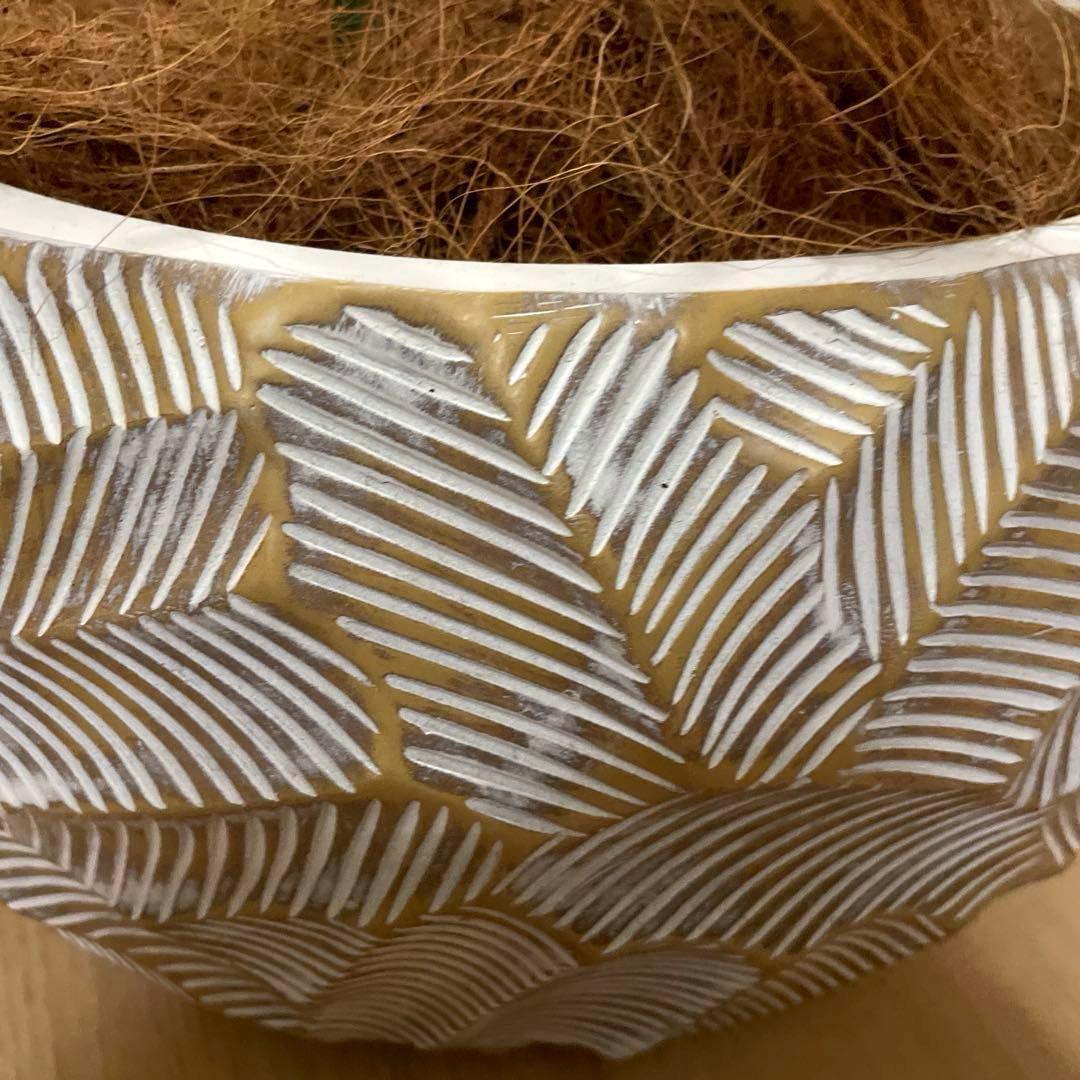 【港区にて直接お渡しも可能】　エミリオ　ロバ　パーム　グリーン