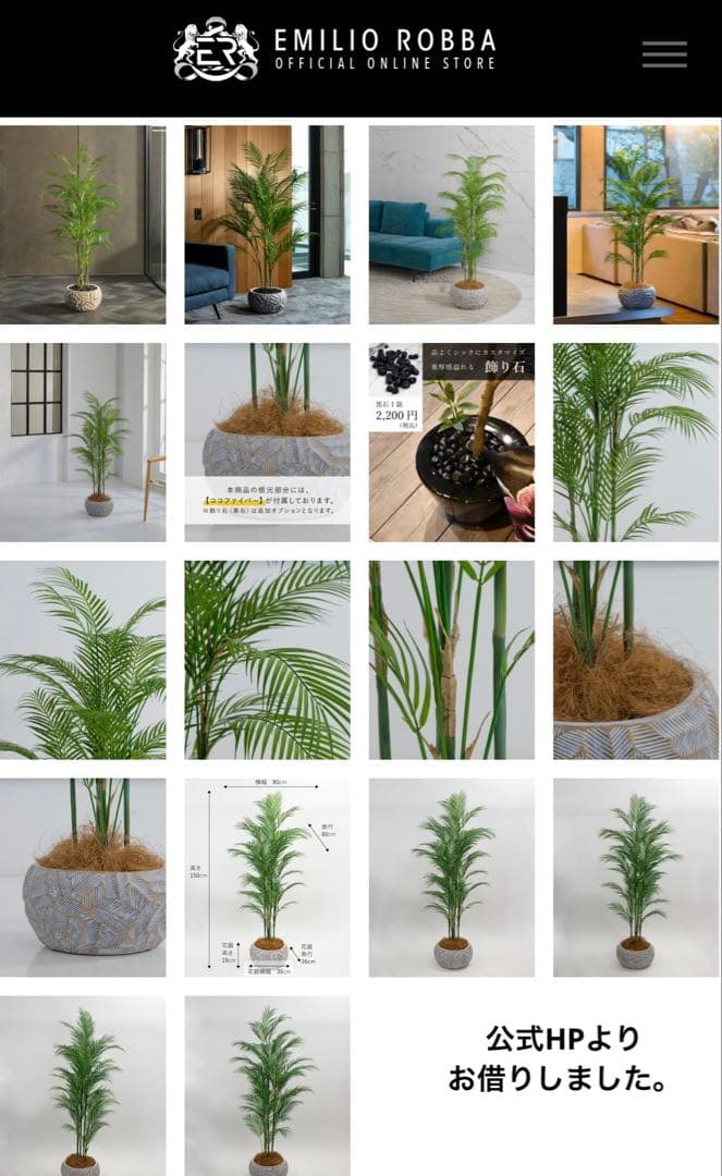 【港区にて直接お渡しも可能】　エミリオ　ロバ　パーム　グリーン