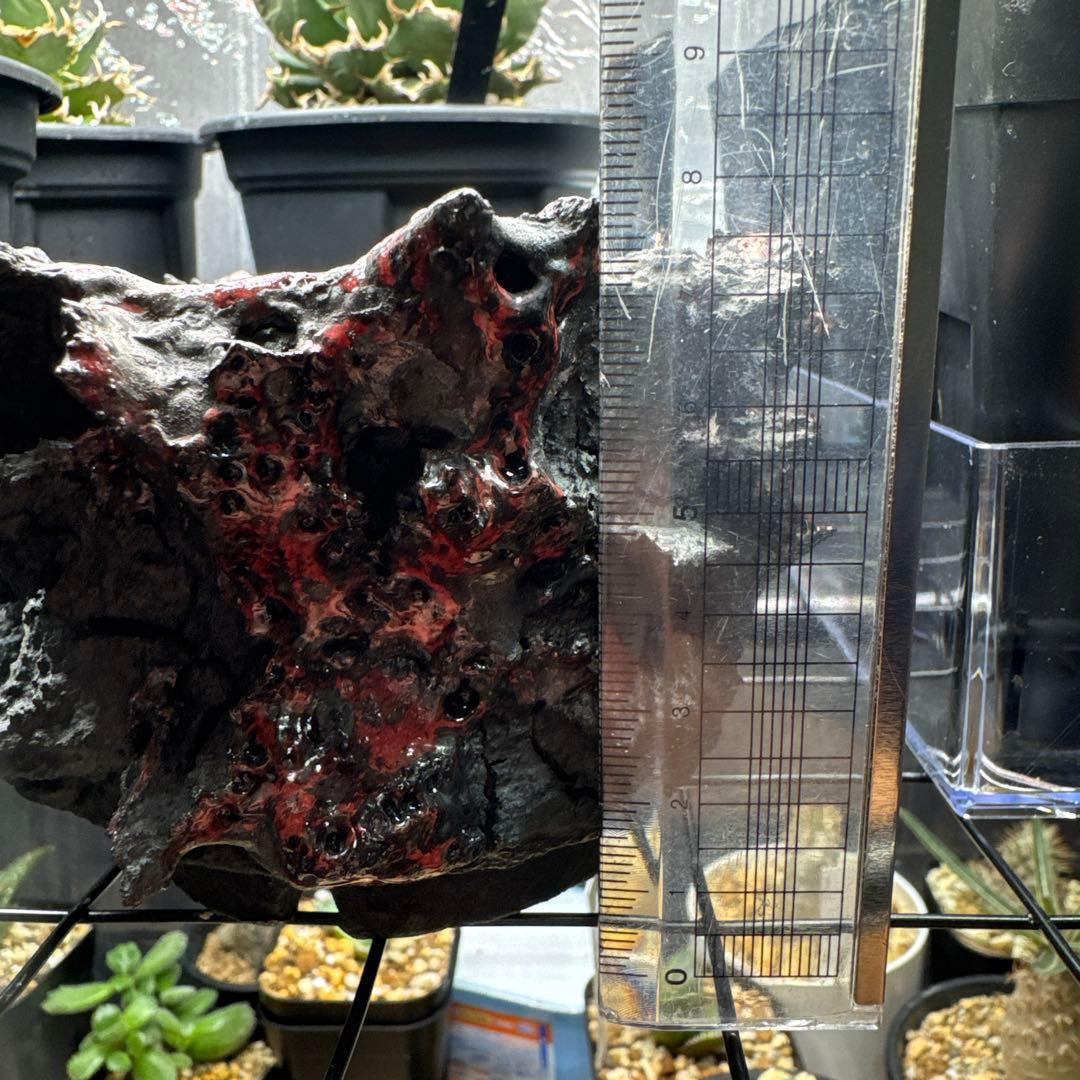 GOAT GODZILLA RED ゴジラ鉢 グラキリス アガベ パキプス