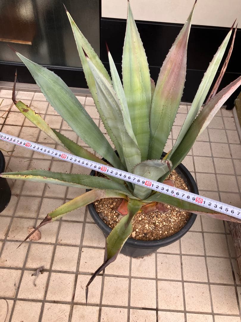 アガベ アメリカーナ アオノリュウゼツラン　大株 ドライガーデン Agave