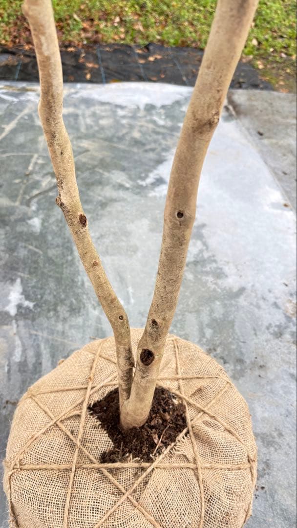 Watanabe 山採り ヤブツバキ 708 樹高1.7m位 薮椿 藪椿