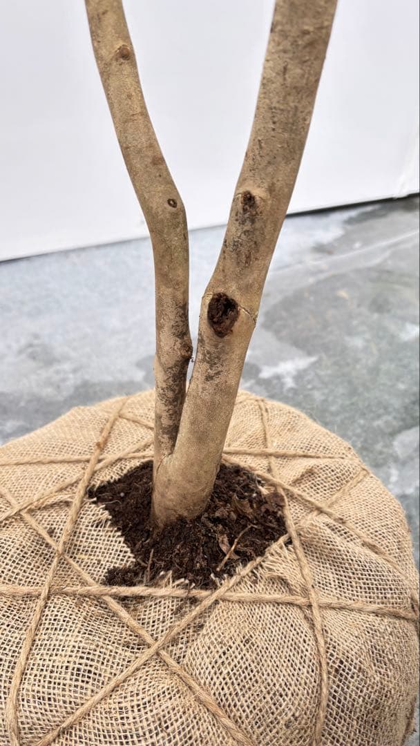 Watanabe 山採り ヤブツバキ 708 樹高1.7m位 薮椿 藪椿