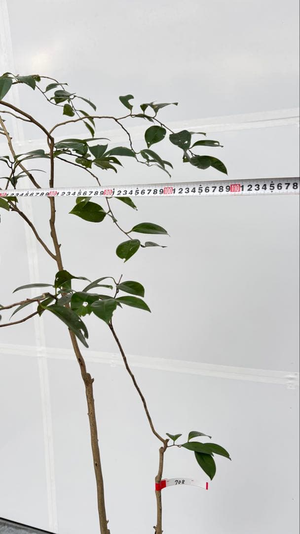 Watanabe 山採り ヤブツバキ 708 樹高1.7m位 薮椿 藪椿