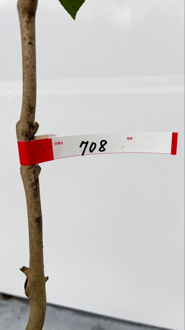 Watanabe 山採り ヤブツバキ 708 樹高1.7m位 薮椿 藪椿