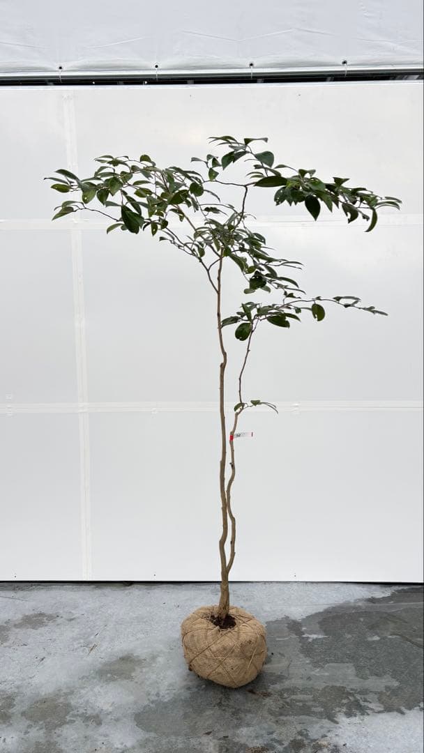 Watanabe 山採り ヤブツバキ 708 樹高1.7m位 薮椿 藪椿