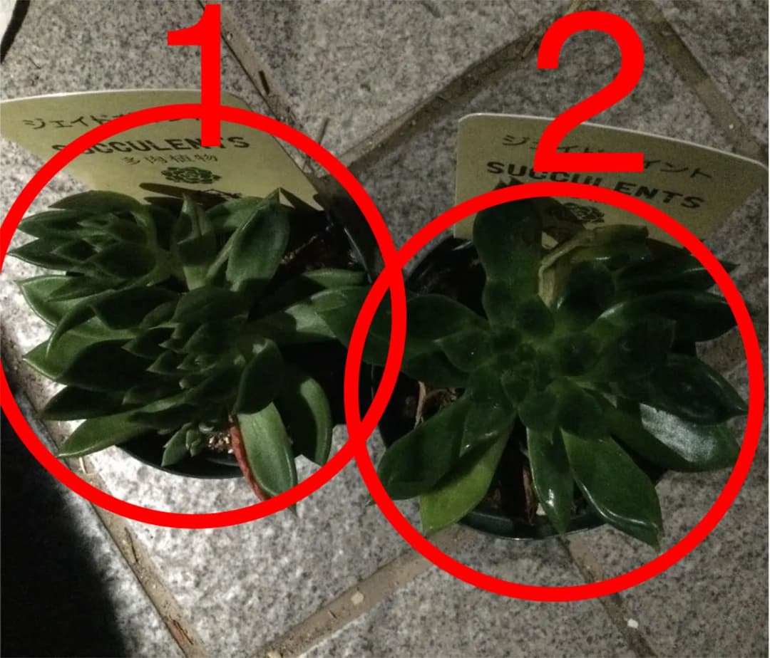 多肉植物　大苗　ジェイドポイント　抜き苗( アガボイデスの交配種)