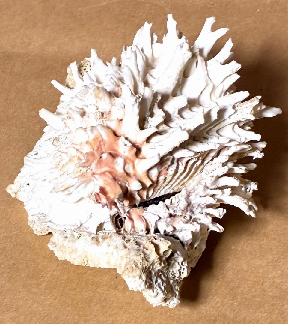 貝殻17点セット■白サンゴ■シャコ貝■トウカムリ■ヒレインコ■笠貝■丸ツノカイ