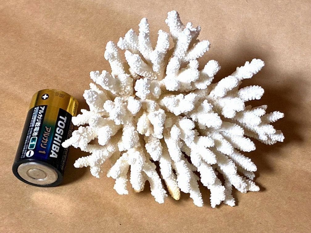 貝殻17点セット■白サンゴ■シャコ貝■トウカムリ■ヒレインコ■笠貝■丸ツノカイ