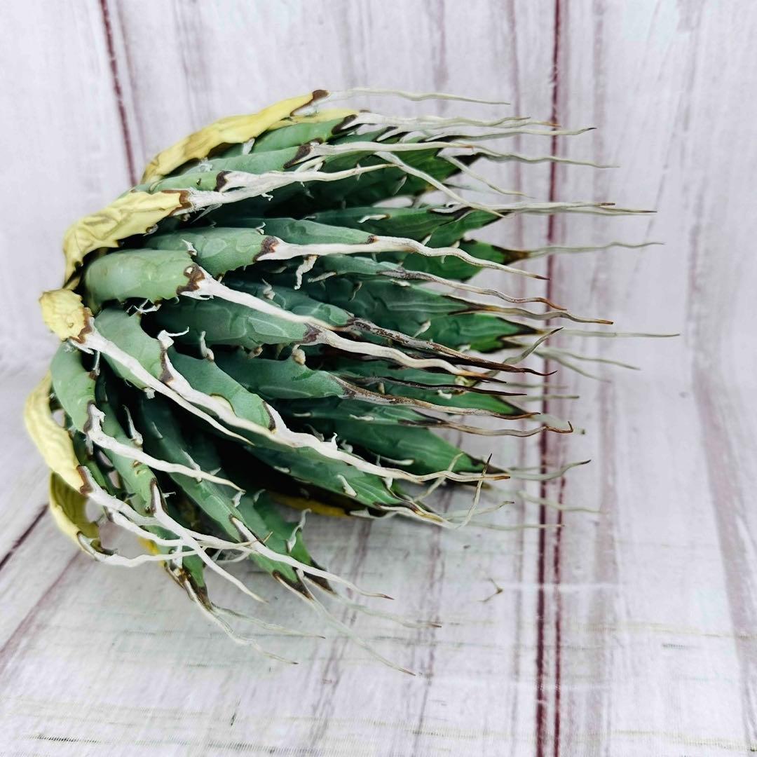 69 アガベ ユタエンシス エボリスピナ 陽炎