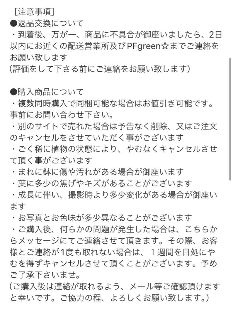 ［現品］22番　フィカス　ウンベラータ　8号　観葉植物　室内　大型　ゴムの木