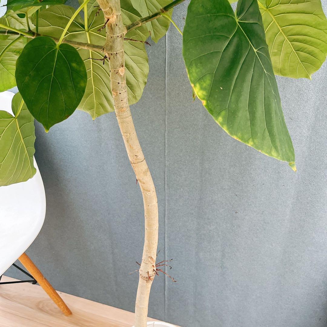 ［現品］22番　フィカス　ウンベラータ　8号　観葉植物　室内　大型　ゴムの木