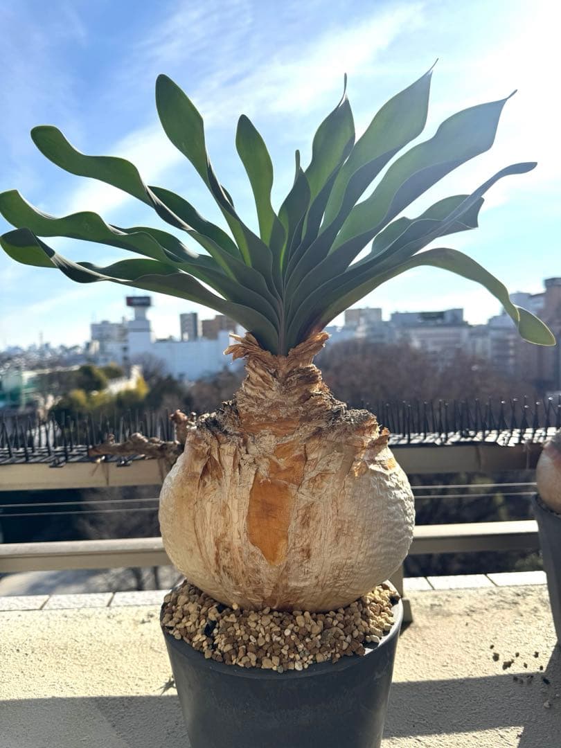 超美形 現地球ブーファン ハエマンソイデス 特大 発根済み