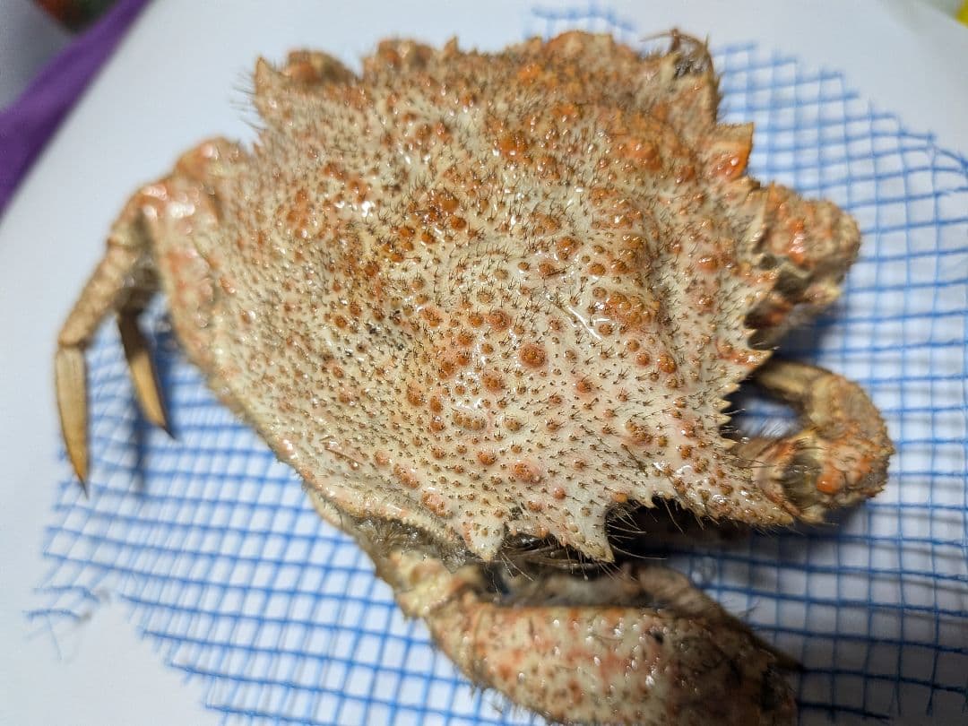 立体リアル標本飾り　トゲクリガニ　クリガニ　青森県産　陸奥湾　ガラスケース入り品