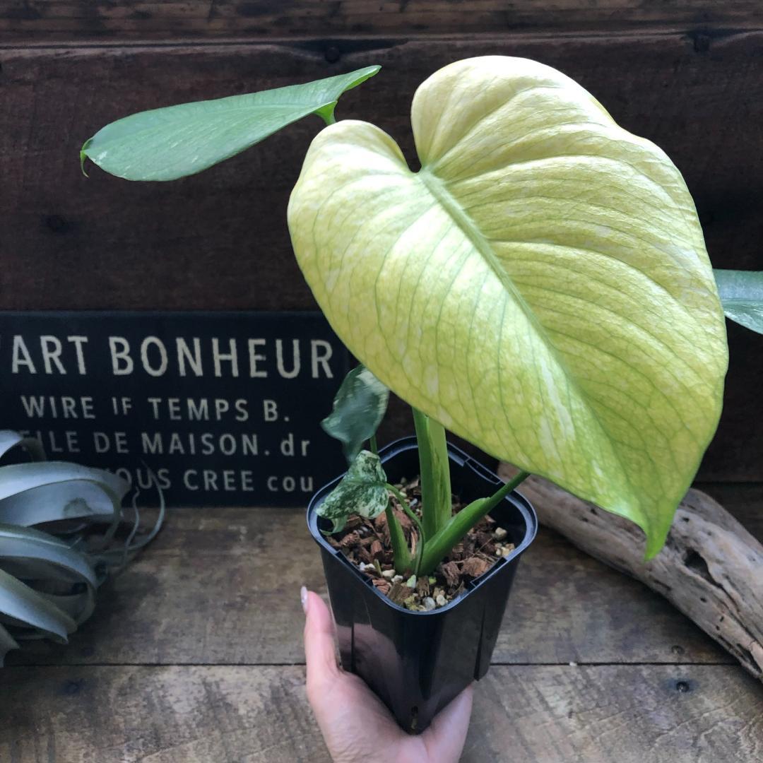 ★ポットごと♡ホワイトモンスター♡モンステラ♡希少♡観葉植物