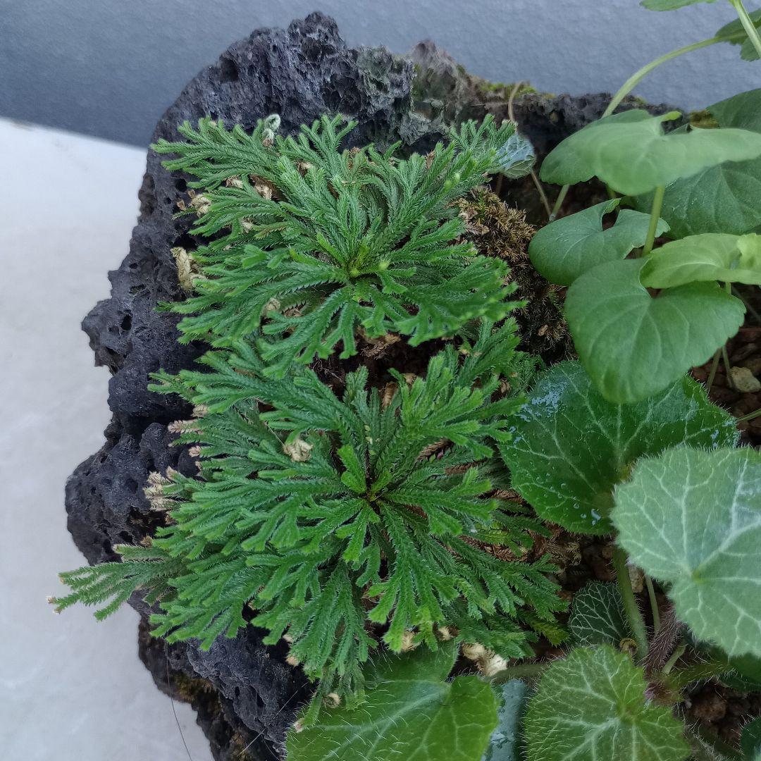 溶岩石 苔 ユキノシタ、イワヒバ ガーデニング植木鉢
