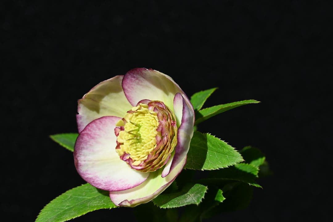 クリスマスローズ　認定モーリーバイカラー　加藤農園