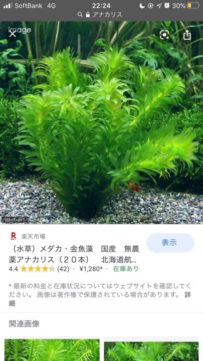 アナカリス オオカナダモ　1000本