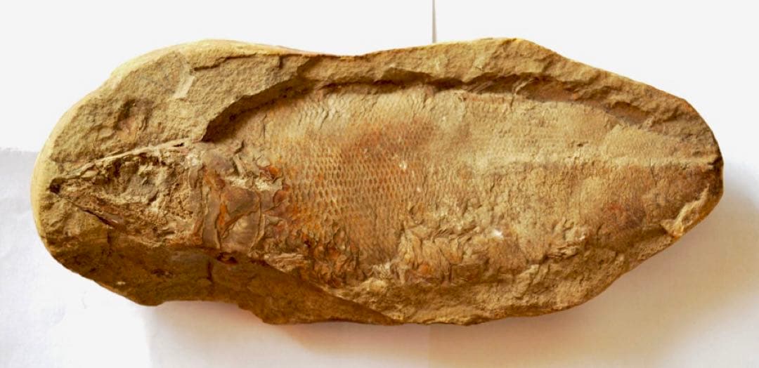 凡そ一億年前のブラジル・セアラ州産絶滅古代魚ラコレピスの化石