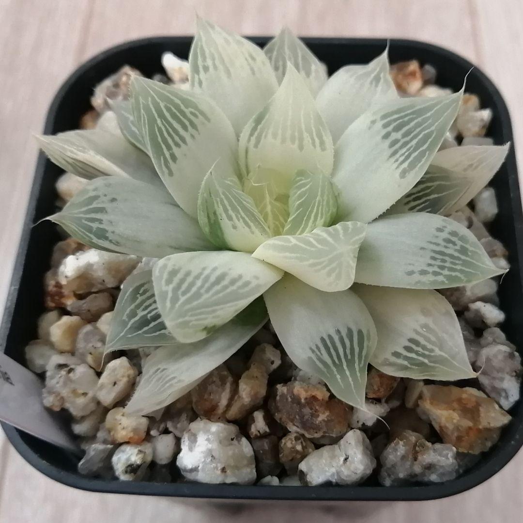 ハオルチア　白蛇伝（中苗　子株つき）