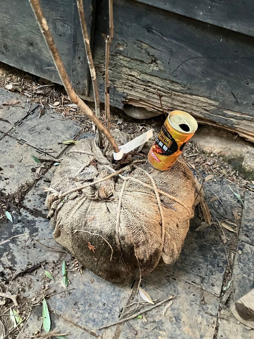 20 山採り　オトコヨウゾメ