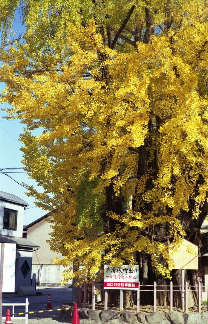 canon MODEL 7 完動➕50mm f1.8　レンズOK