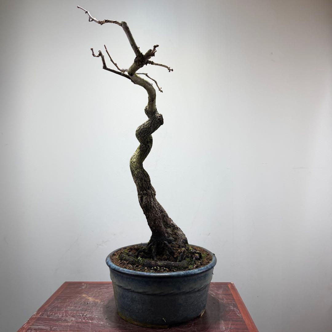 【ガチ盆栽】山柿　激古　曲幹　実あった