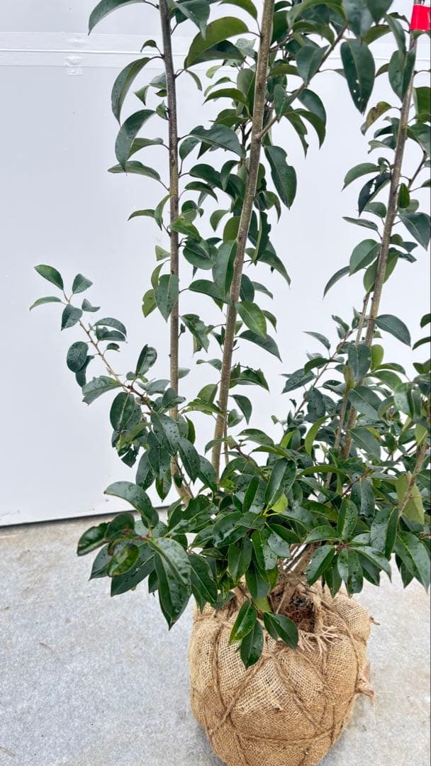 手頃なサイズ お庭の主役にどうぞ ソヨゴ 725 樹高1.4m位 株立 常緑樹