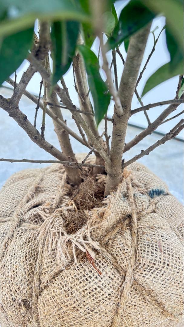 手頃なサイズ お庭の主役にどうぞ ソヨゴ 725 樹高1.4m位 株立 常緑樹