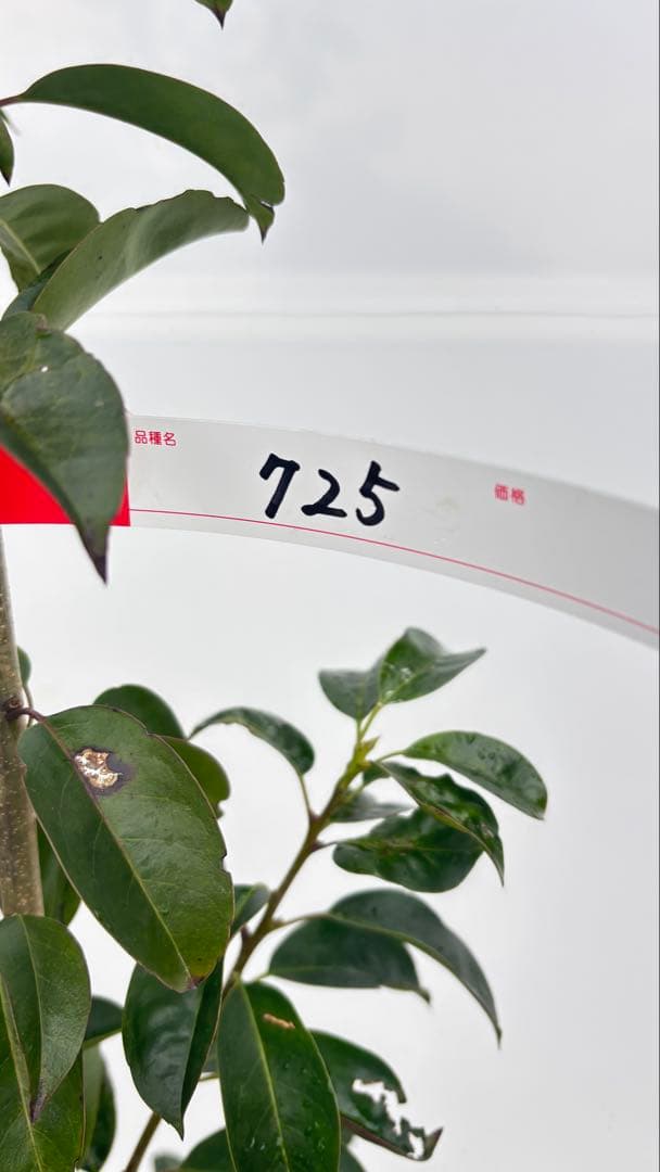 手頃なサイズ お庭の主役にどうぞ ソヨゴ 725 樹高1.4m位 株立 常緑樹