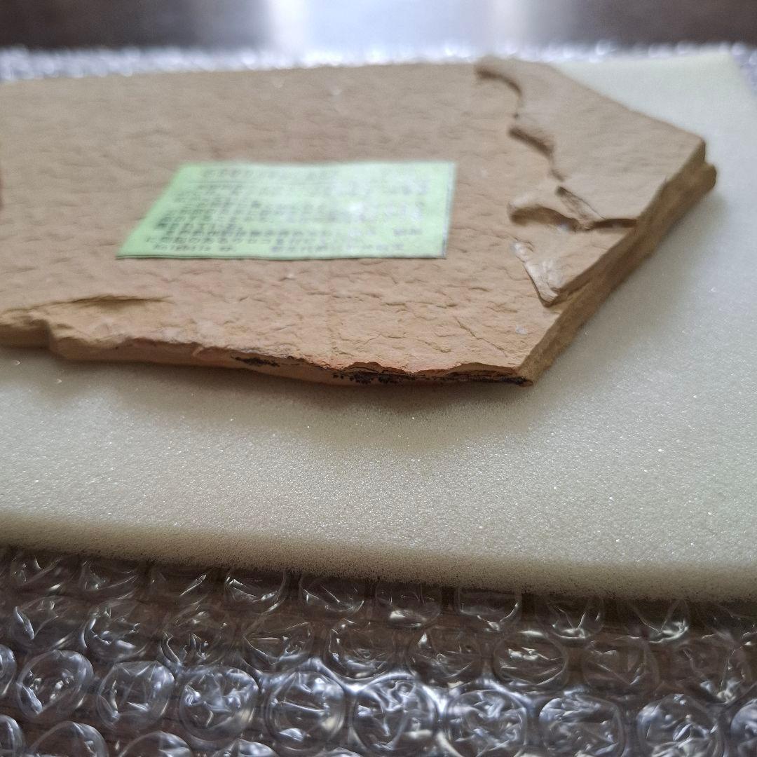 5500万年前の魚化石　ナイティア　Knightia　群体化石　新生代第三紀