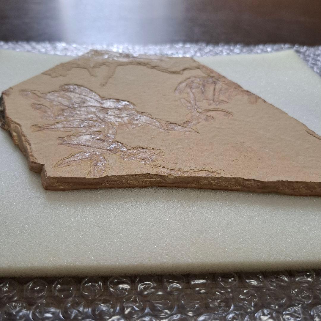 5500万年前の魚化石　ナイティア　Knightia　群体化石　新生代第三紀